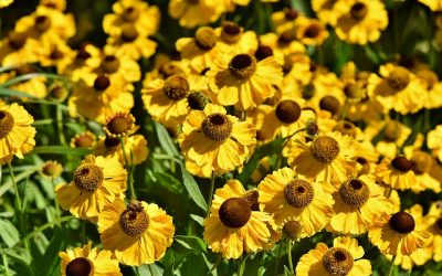 Gardening with Arthritis